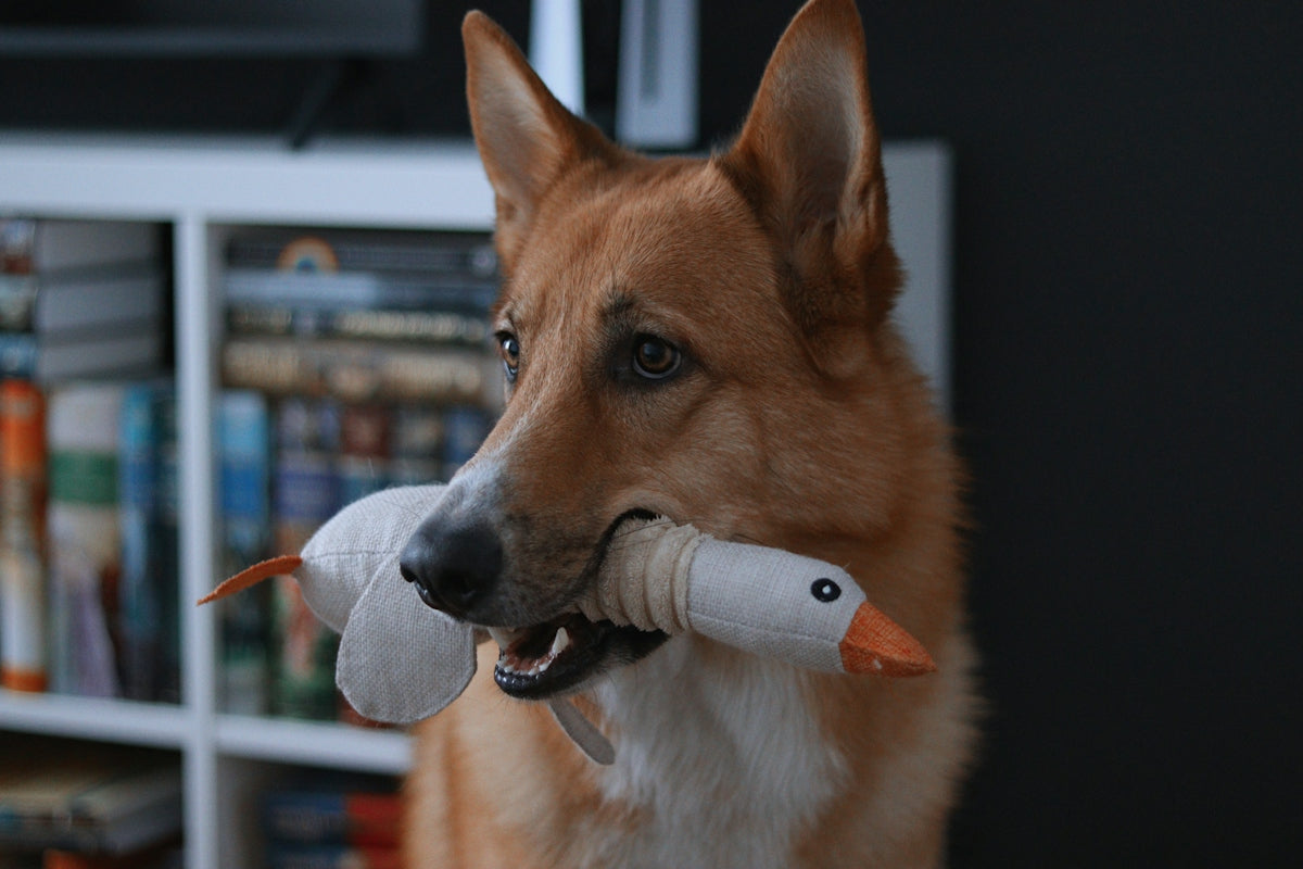 A german shepherd dog holds a stuffed duck toy in its mouth.
